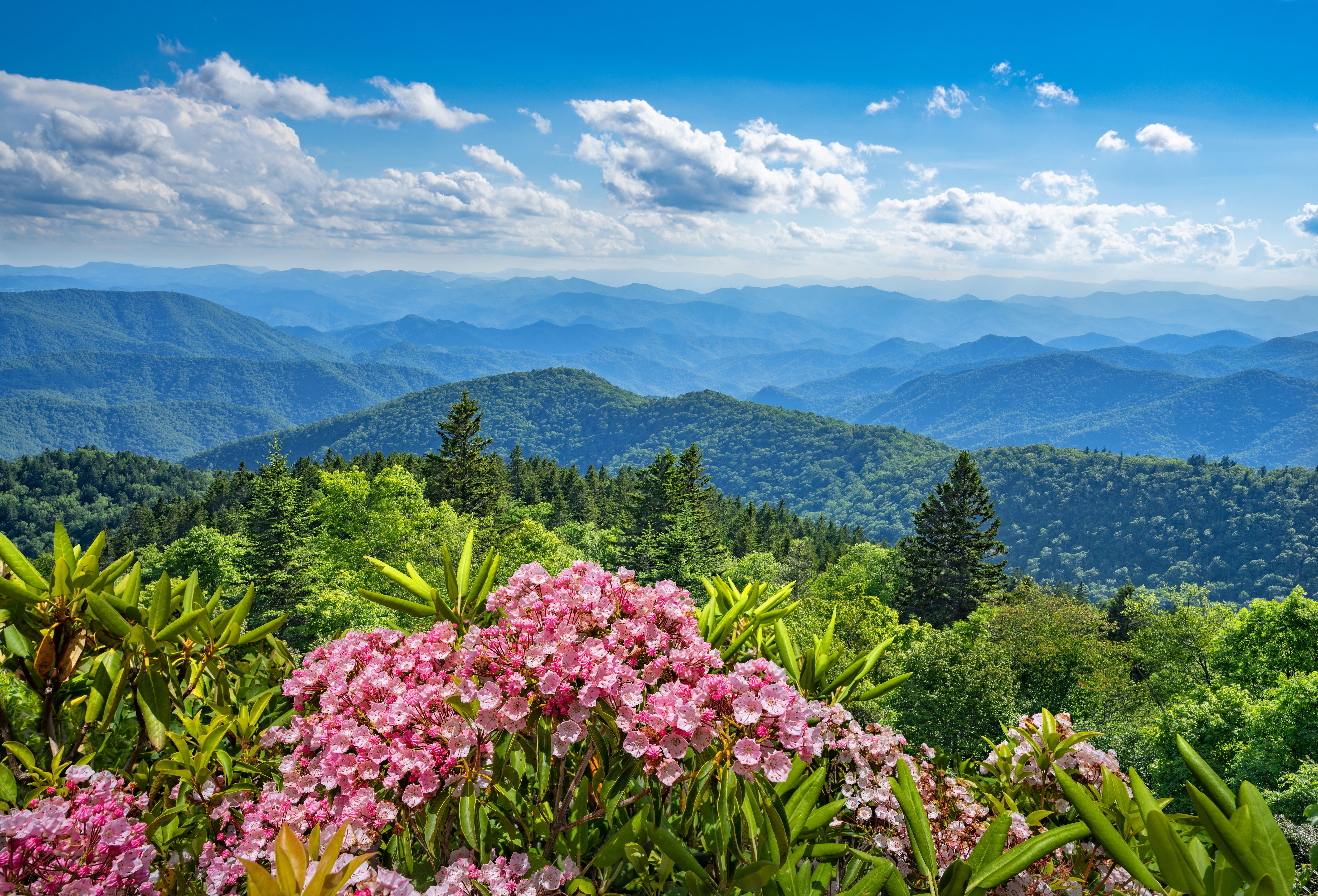 An elevated view of miles of distant forested mountain ridges with dazzling pink wildflowers in the foreground.
