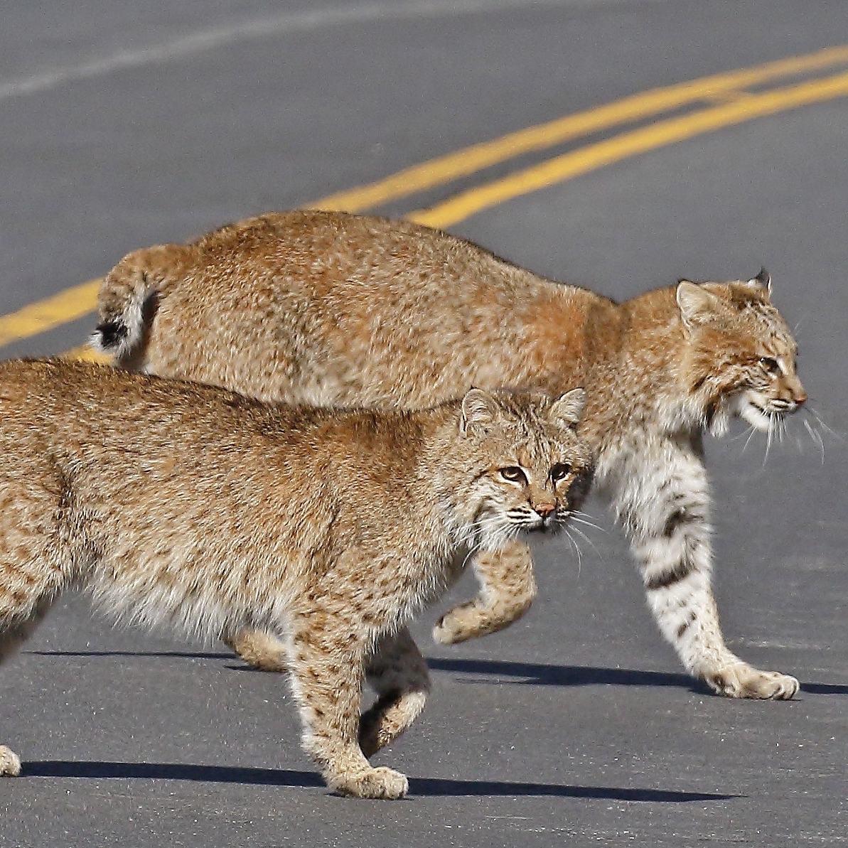 Two bobcats crossing the center of a road.