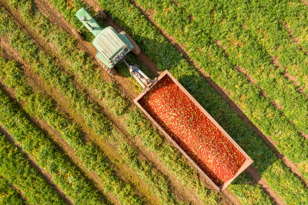 Aerial image of a tractor and trailer loaded with fresh harvested ripe red tomatoes.